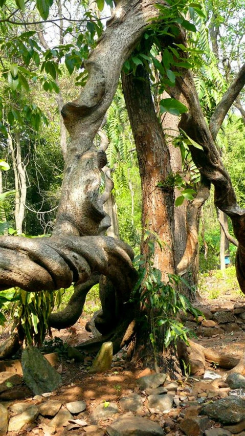 an elephant walking through a jungle filled with trees