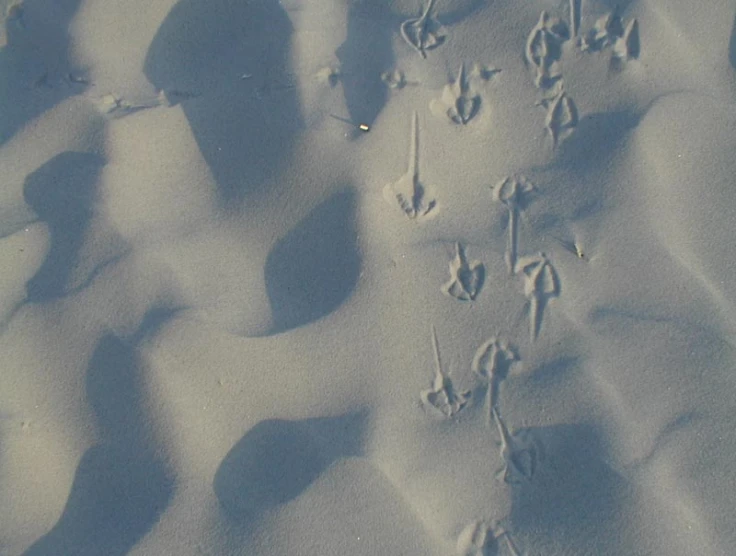 a number of tracks in the sand with small animal tracks