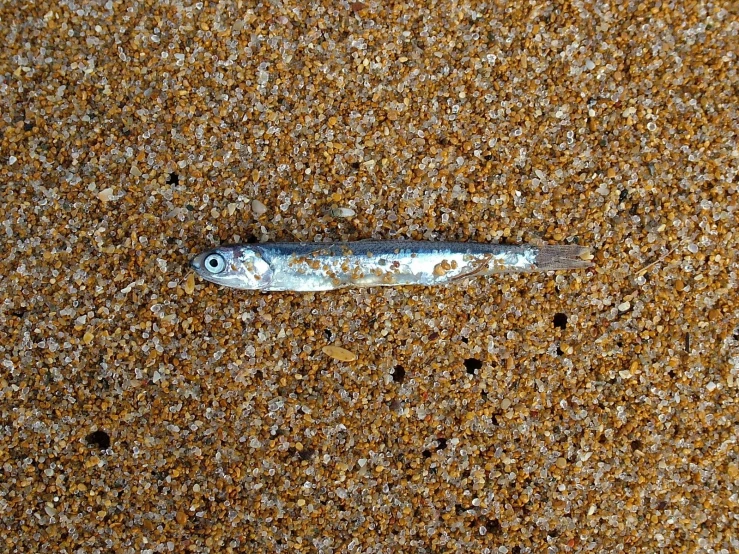 small fish laying on surface in urban area