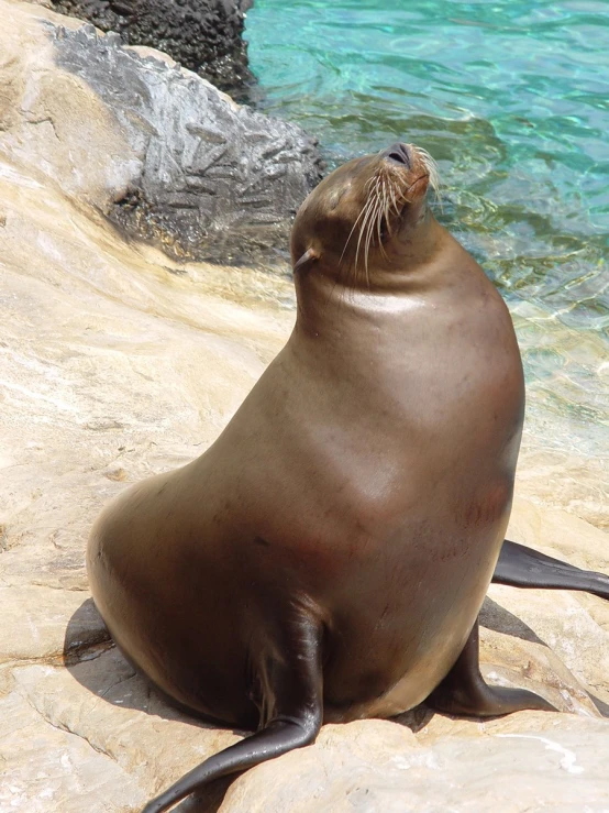 a sea lion sits on the rock next to the water