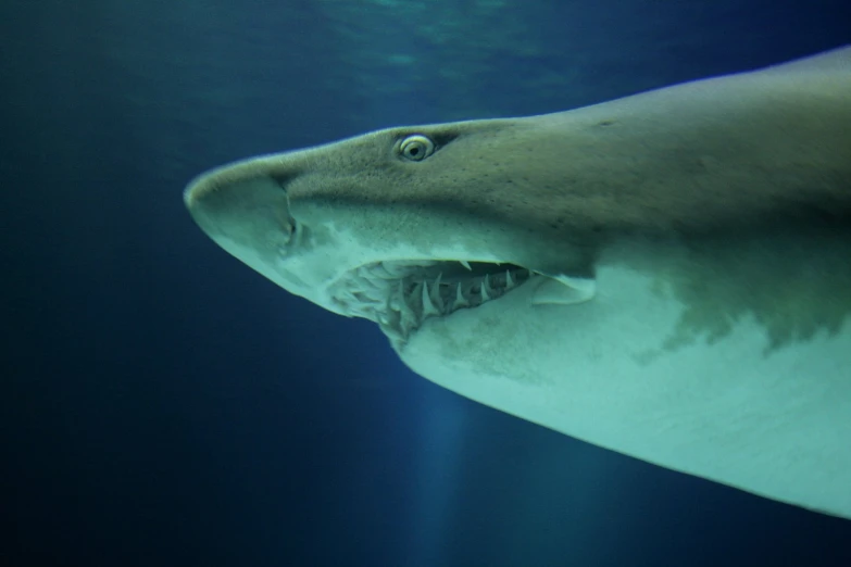 a shark with big sharp teeth swimming in the ocean