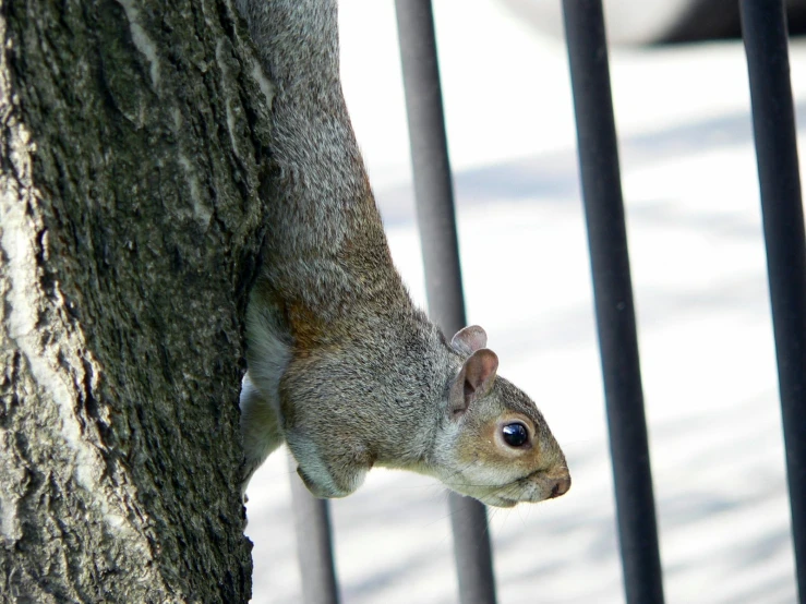 a squirrel sits in the crook of a tree