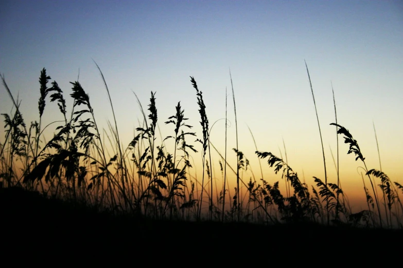 silhouettes of long blades of wild grass against an evening sky