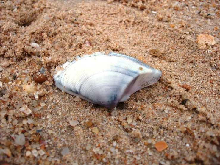a large shell sitting on the sand of the beach
