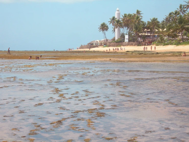 several horses are in a shallow area near a beach