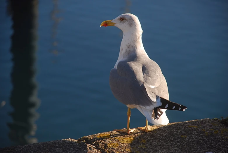 the seagull stands on a rock beside the water