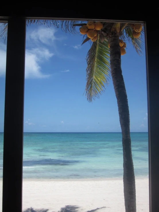 palm tree and white sand beach taken from inside out window