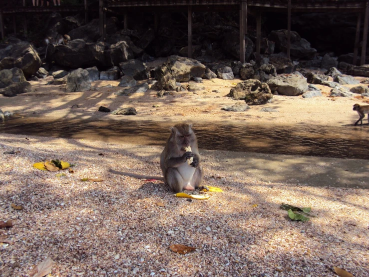 the monkeys are eating the banana in the shade