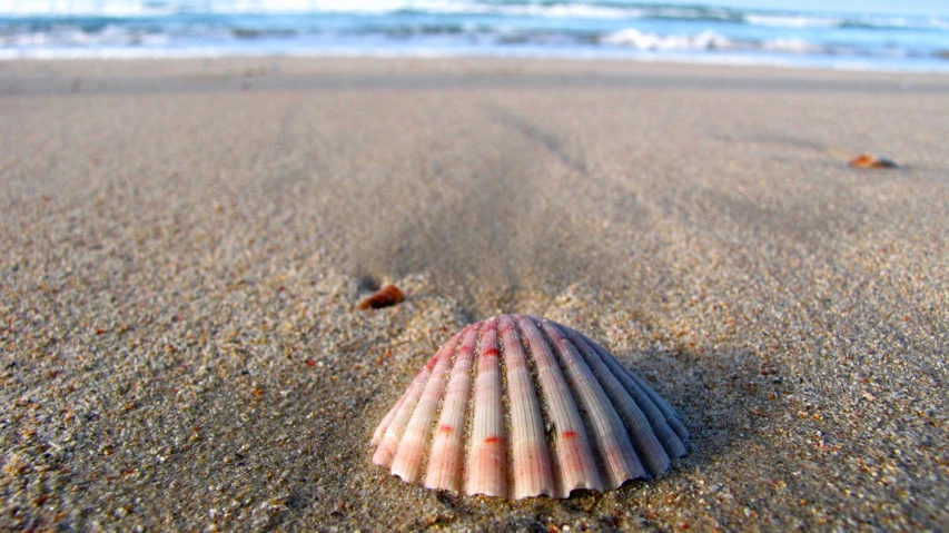 a conch shell on the beach, with the ocean in the background