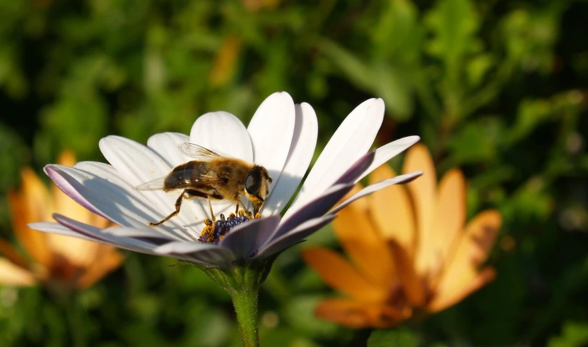 a bee on top of a white flower in front of other flowers