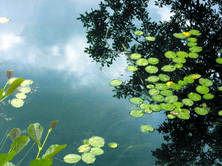 some green leaves are in the water