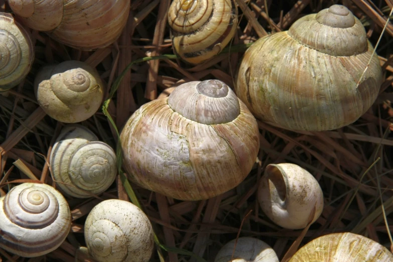 several different snails that are standing in the grass