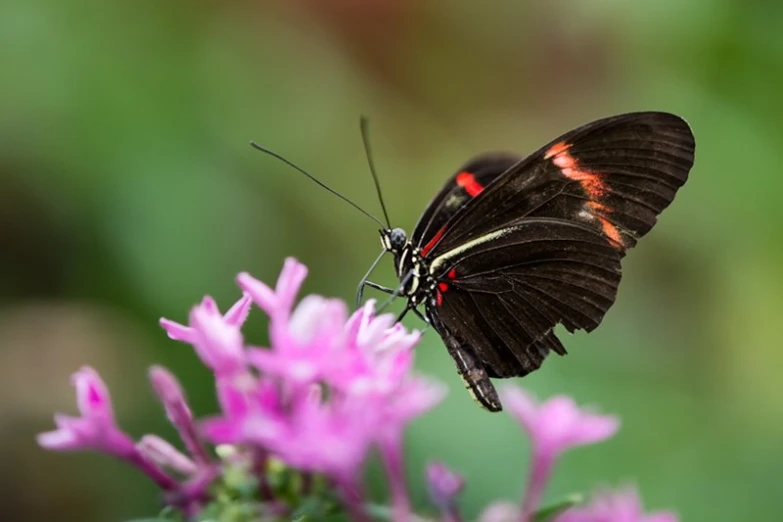 a close up image of a erfly with a lot of color