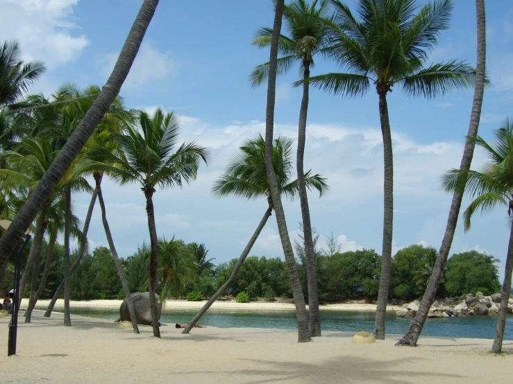 two elephants standing on a beach in front of palm trees