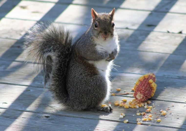 a squirrel eating corn from a spoon