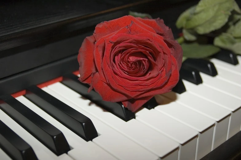 red rose on an upright piano next to another instrument