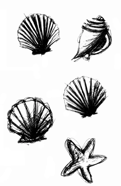 four sea shells are drawn in black on a white background