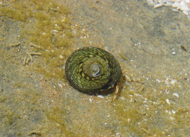 a close up view of a small green fish