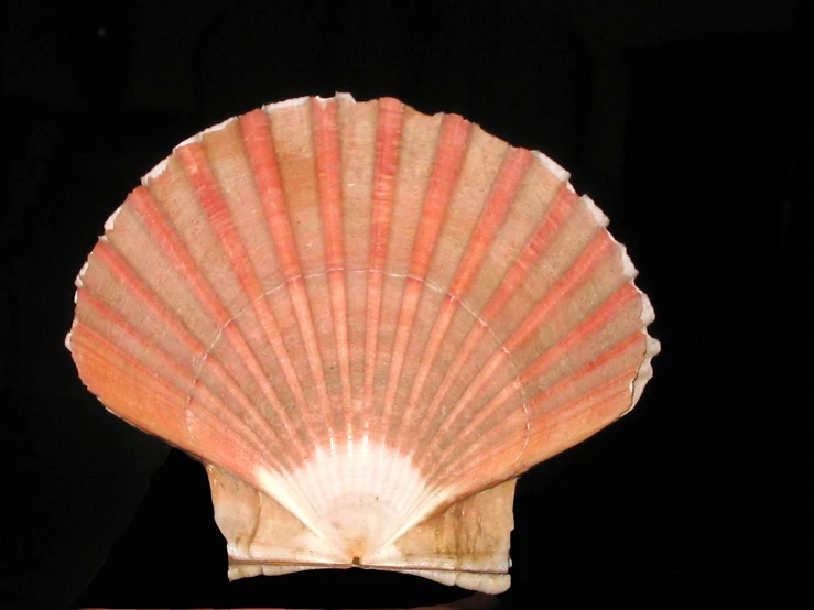 a shell with a pink interior and a black background