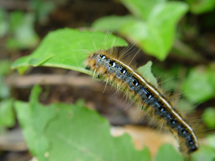 a small, green and brown caterpillar walking on a leaf