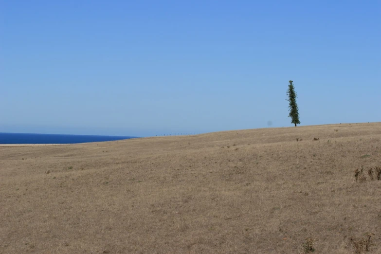 a single tree stands on a large field with a blue sky above