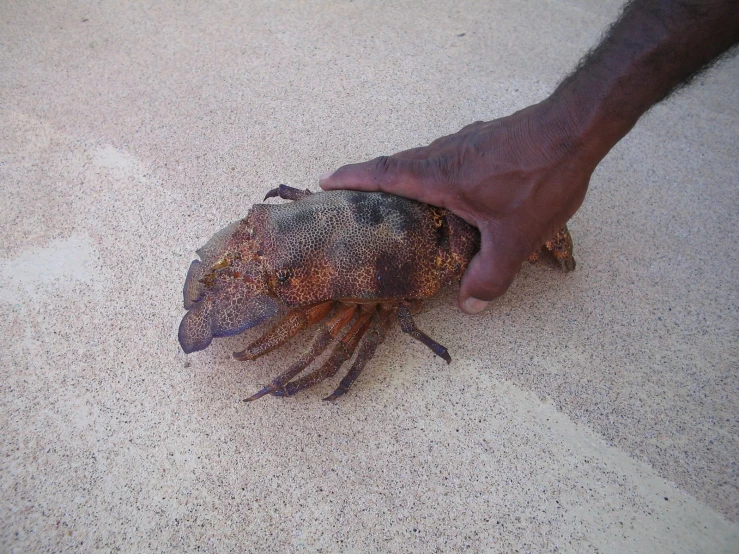 the crab is being held in a persons hand