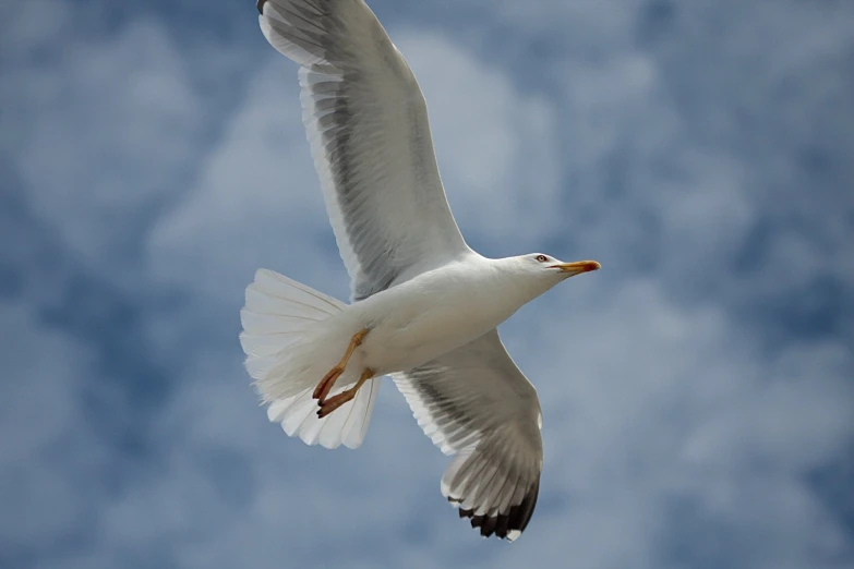 a large white seagull flies through a clear blue sky