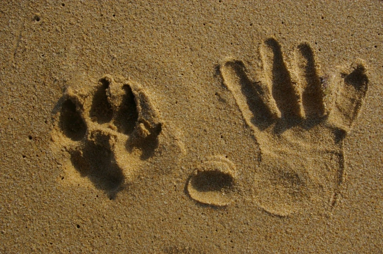 a pair of bears paw prints, with the imprint of two human hands on sand