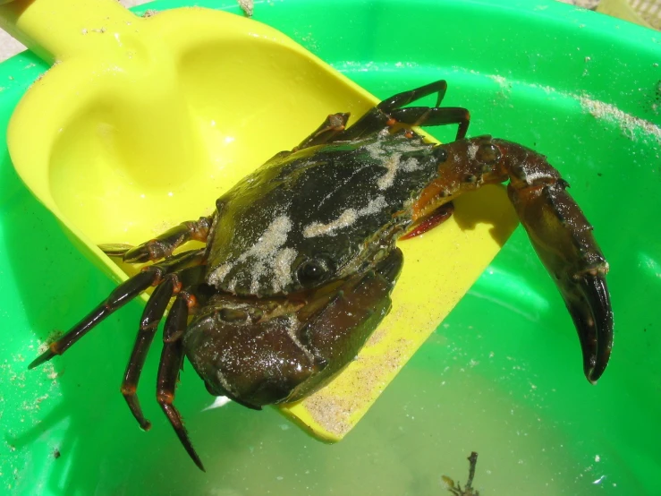 the large crab is on a yellow paddle