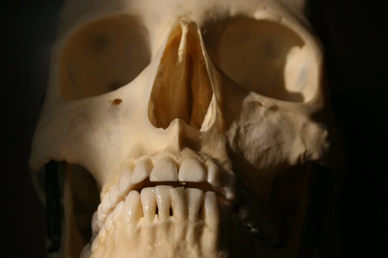 a model of a human skeleton has many parts visible