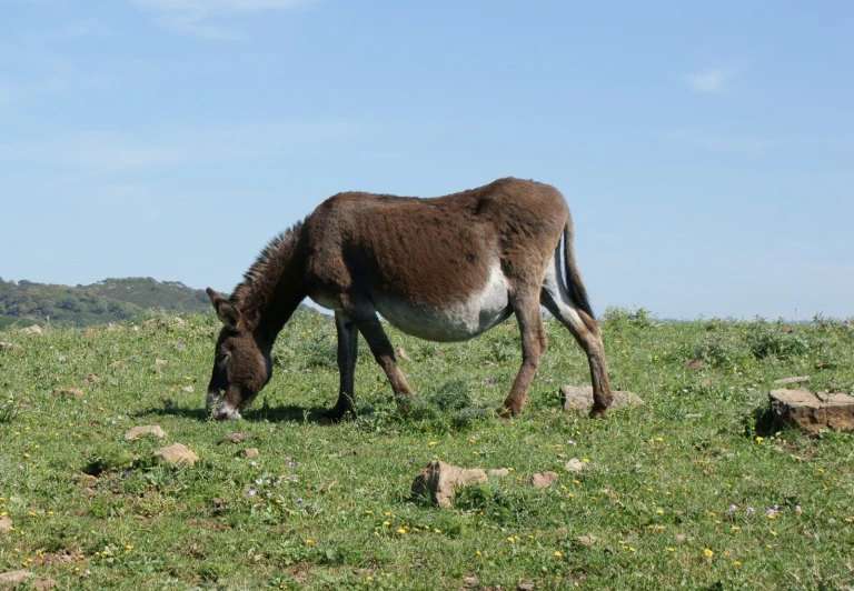 a brown and white donkey eating grass on a hillside