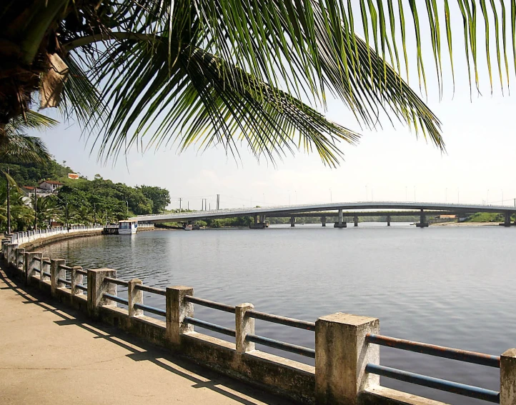 palm trees lining the shoreline of a large body of water