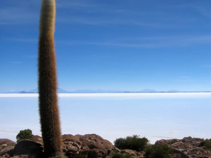 a tall cactus stands next to some rocks