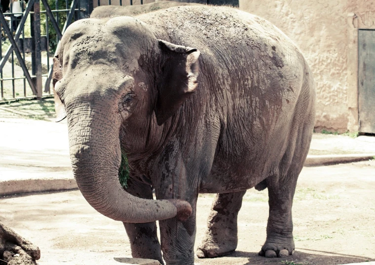 there is an elephant standing outside in the sun