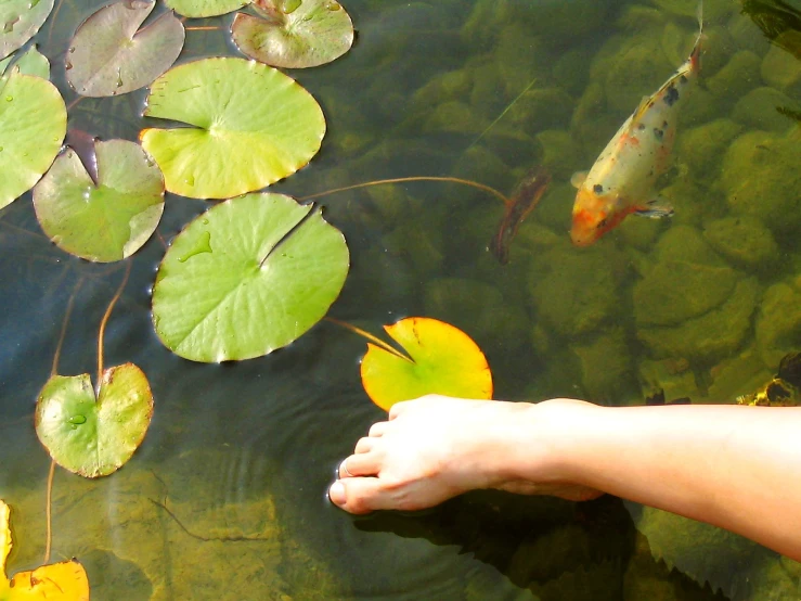 an image of waterlillies and fish with feet propped up