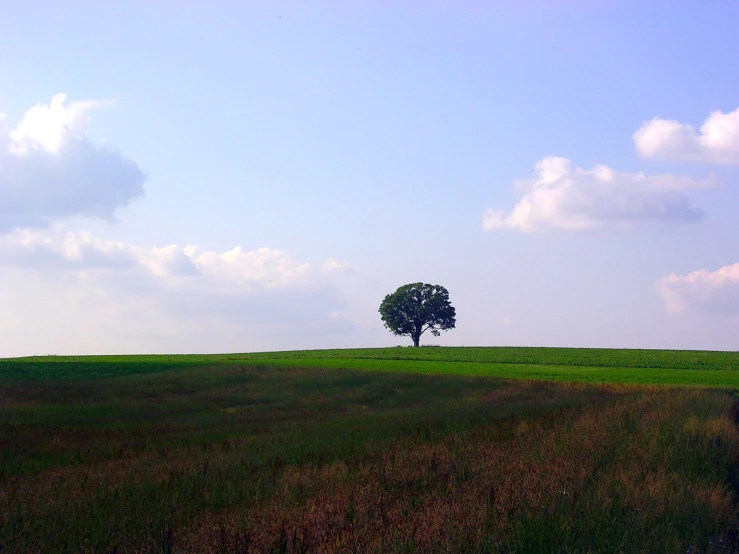 an image of two trees on top of a hill