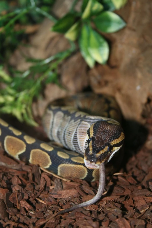 the yellow and brown striped snake is resting on the leaves