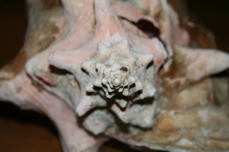 a closeup view of an animal's skull and skin