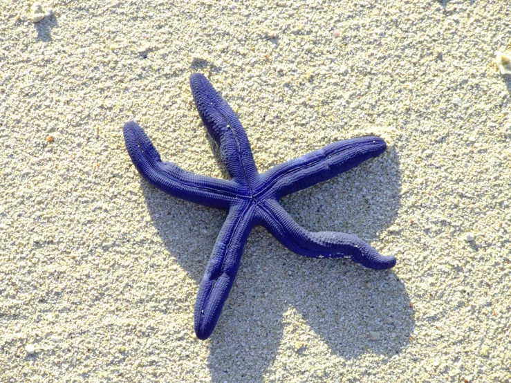 blue starfish laying on the beach on sand