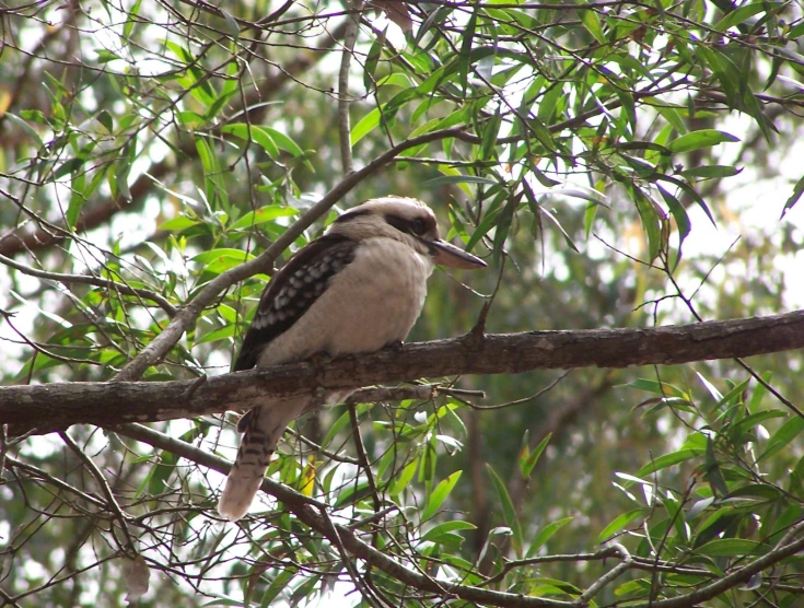 there is a bird that is sitting on a tree nch