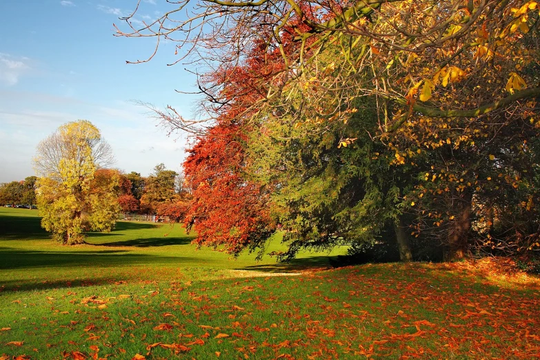 an empty field in autumn with trees and grass