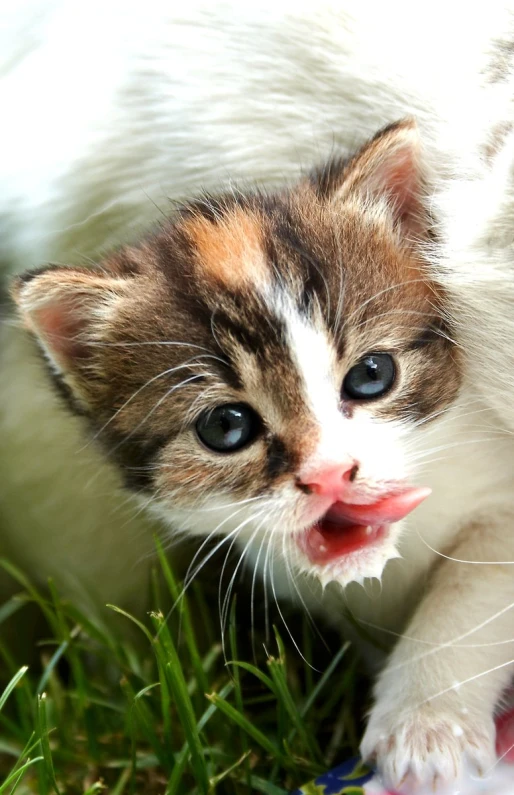 a little kitten walking in the grass with its tongue out