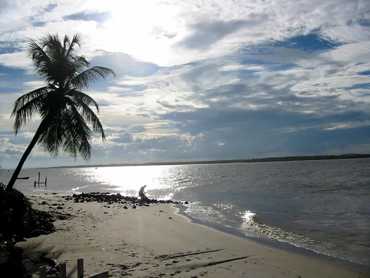 a beach with some water and trees on it