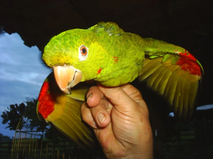a close - up of a parrot perched on someones arm