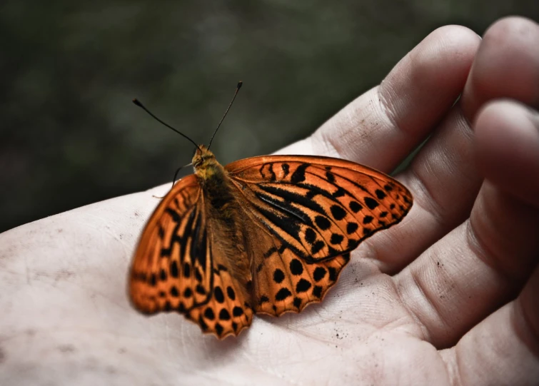 an orange erfly sitting on the palm of someones hand