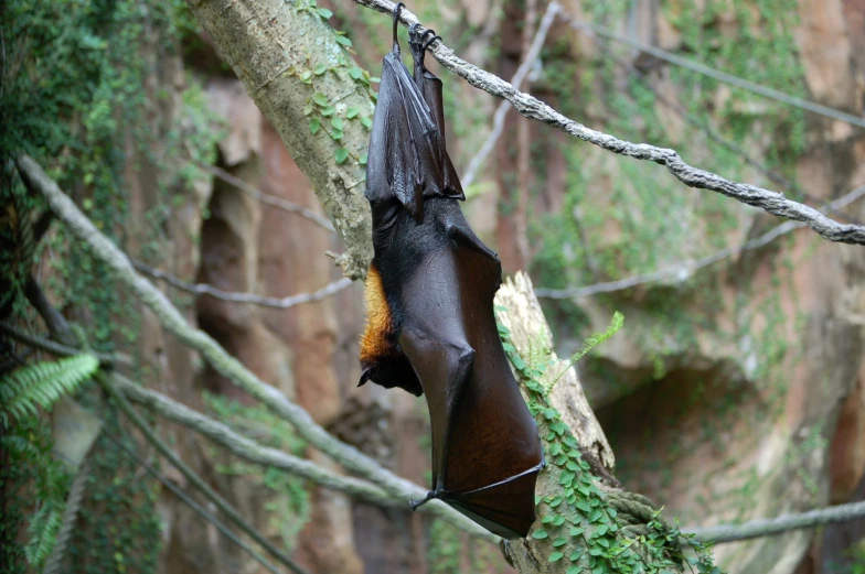 a bat hanging from a tree nch