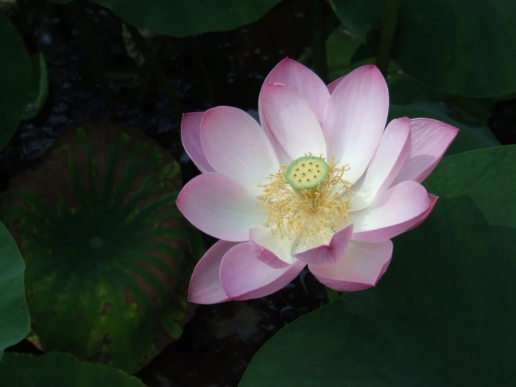 a large flower on top of green leafy plants