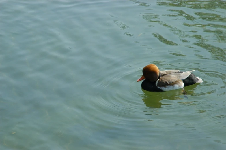 the ducks is swimming and enjoying the water