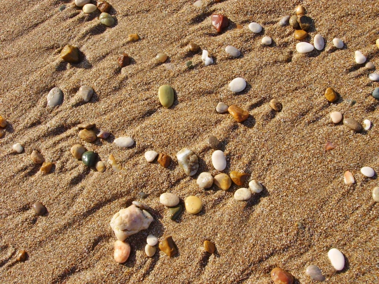 rocks and shells are laid on the sand