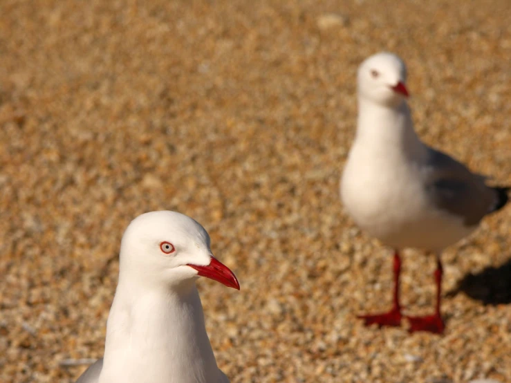 two white birds with red feet walking on the beach